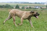 CANE CORSO 1111